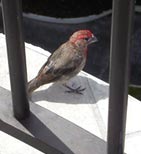 ラナイに来た鳥